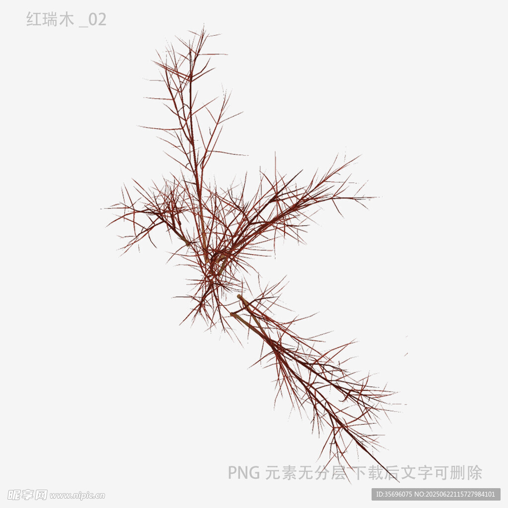 干枯帶刺植物枝特寫