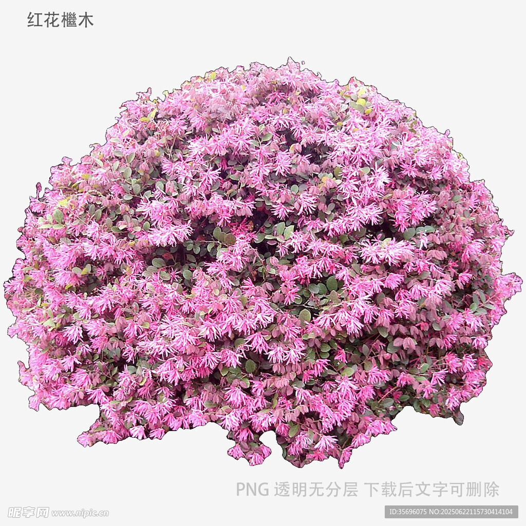球狀粉色花卉綻放