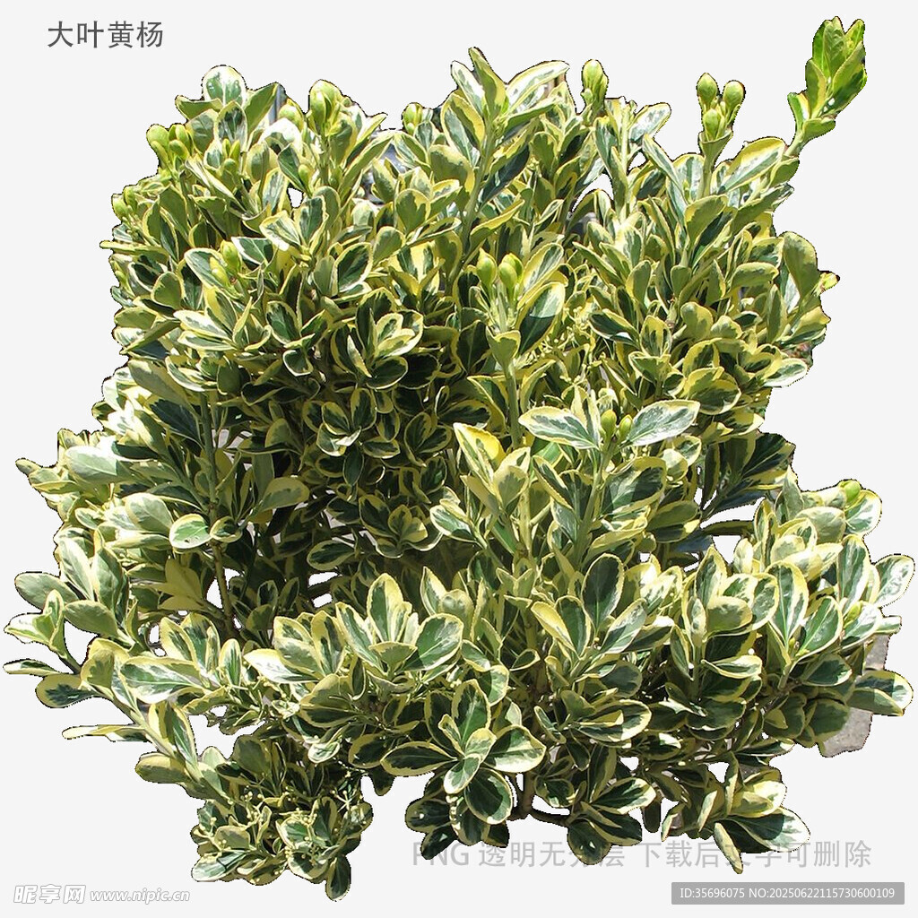 翠綠金邊植物盆栽
