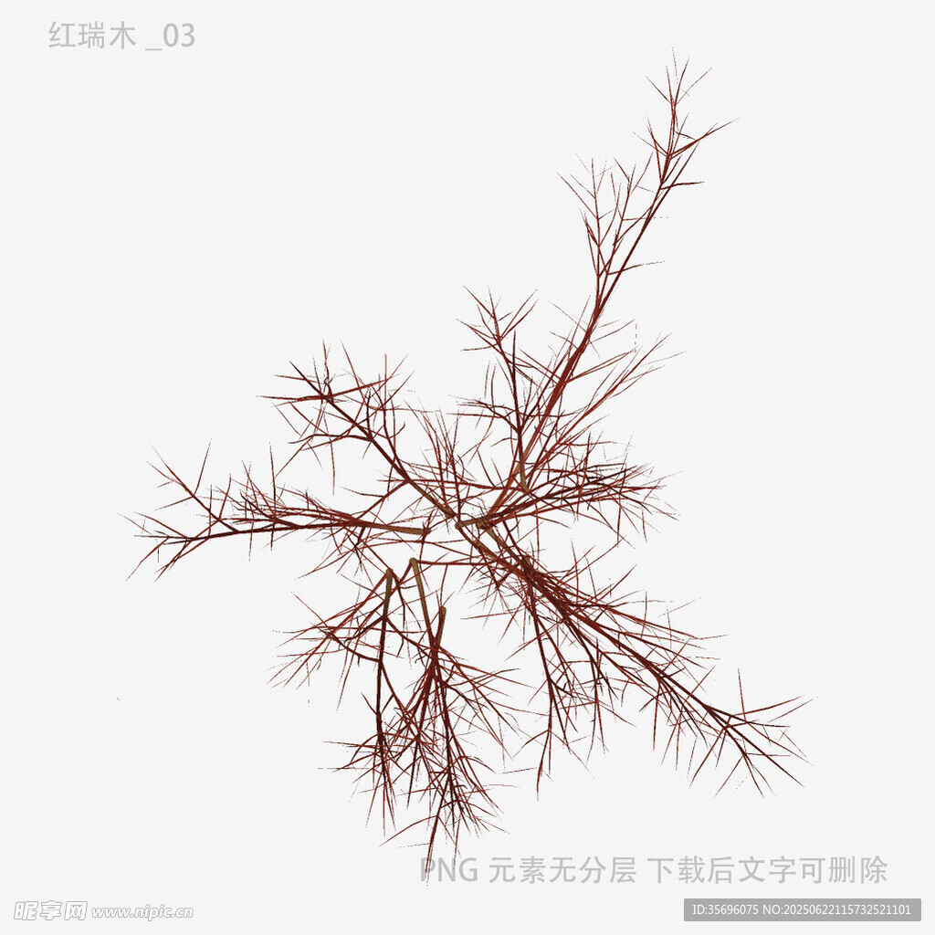 干枯樹枝特寫