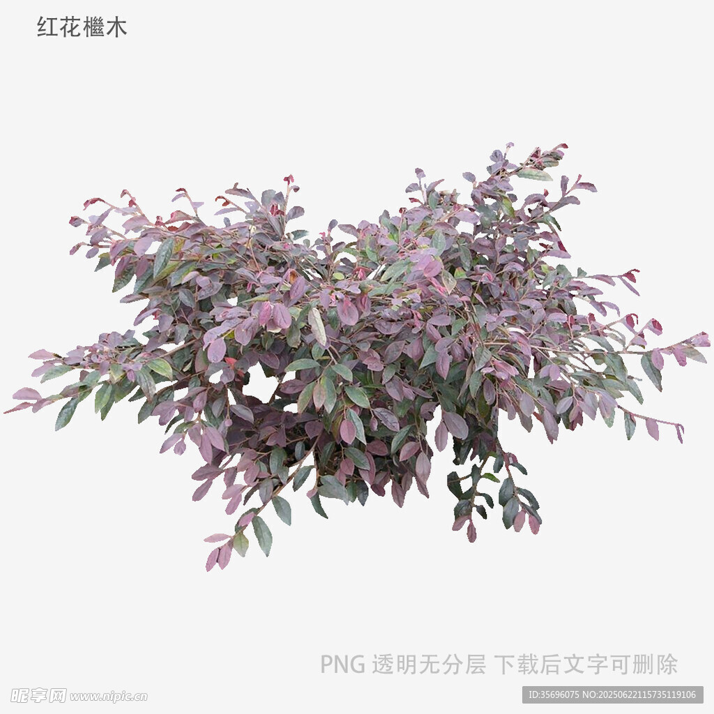 紫色花卉灌木3D模型