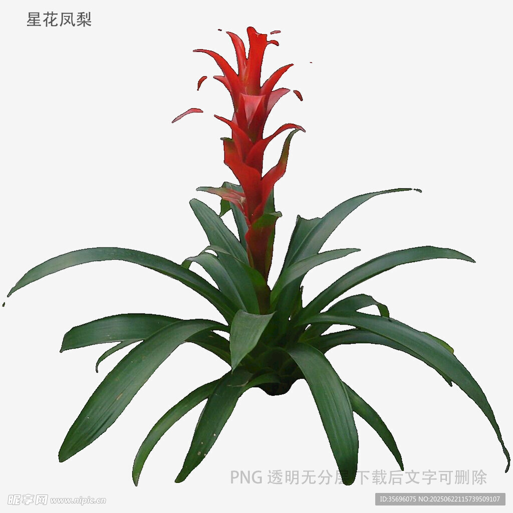 紅色鳳梨植物特寫
