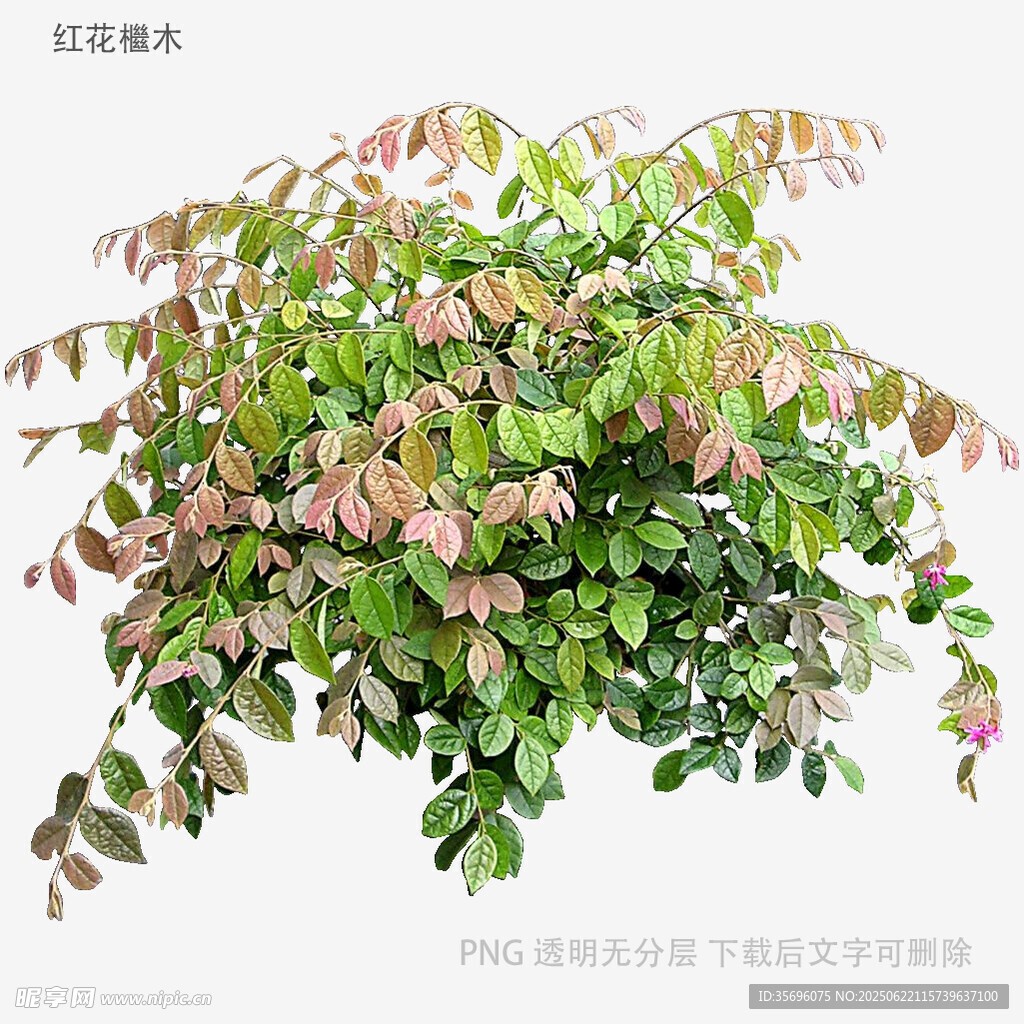 多彩葉片植物特寫