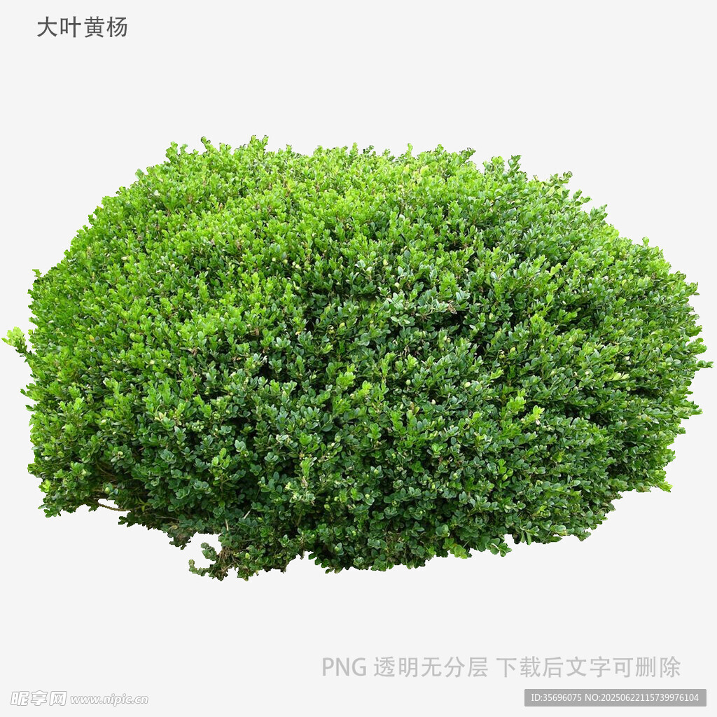 球形綠植灌木