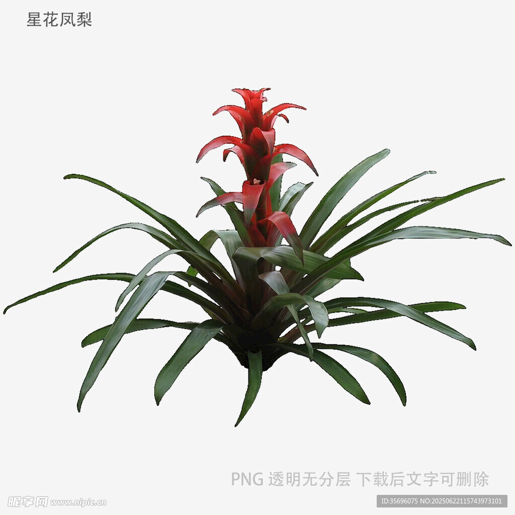紅色鳳梨植物特寫