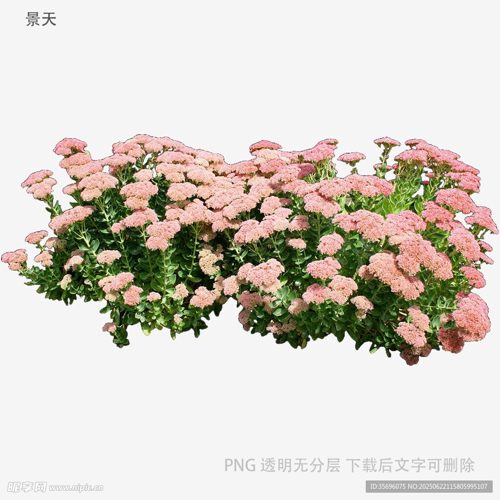 粉色花卉植物景觀