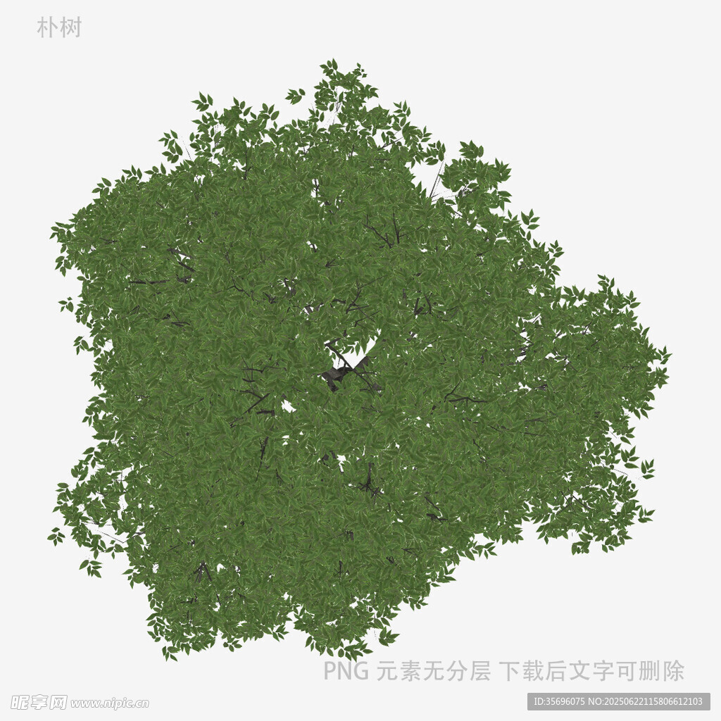 茂密綠植頂視圖