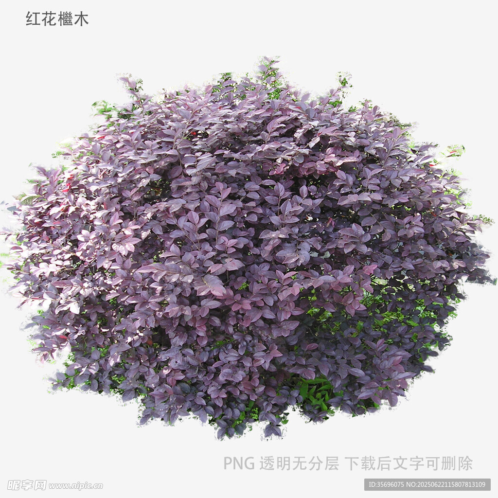 紫色繁茂灌木球