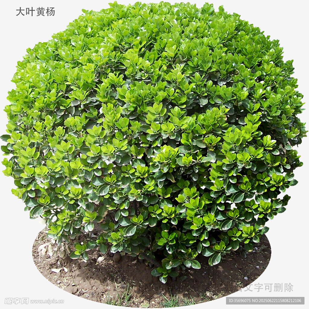 球形綠植盆栽