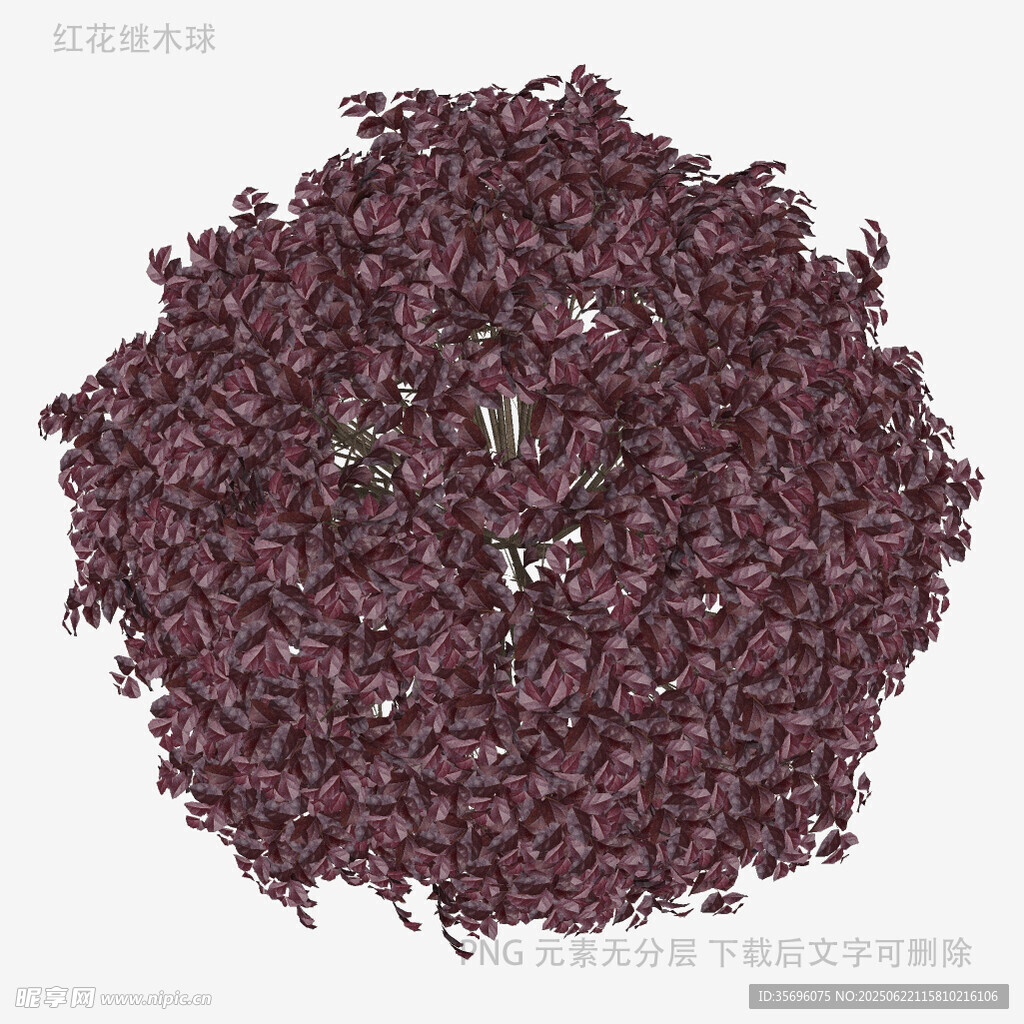 紫黑色茶葉特寫
