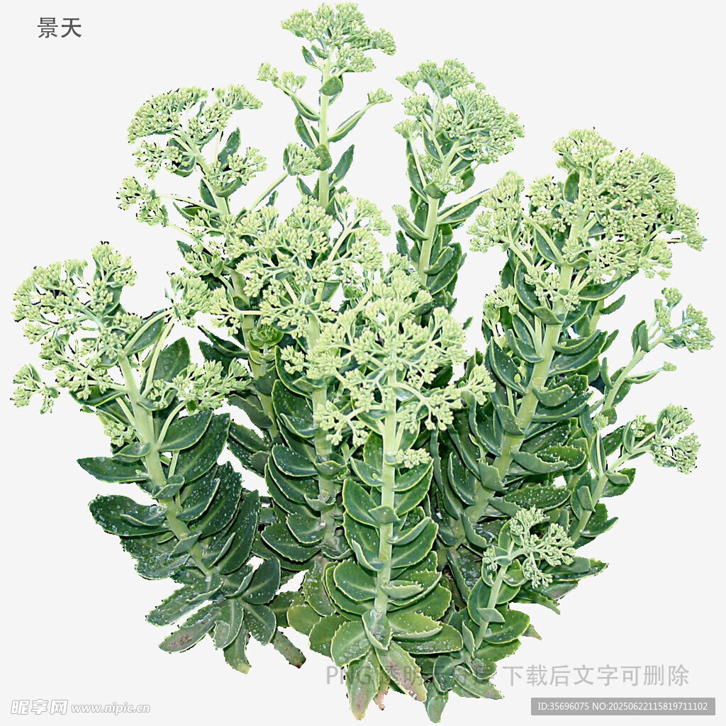 翠綠多肉植物特寫