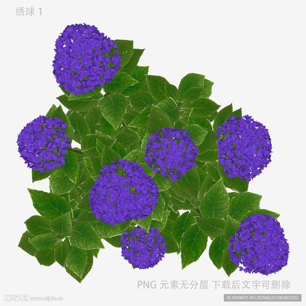 紫色繡球花插畫