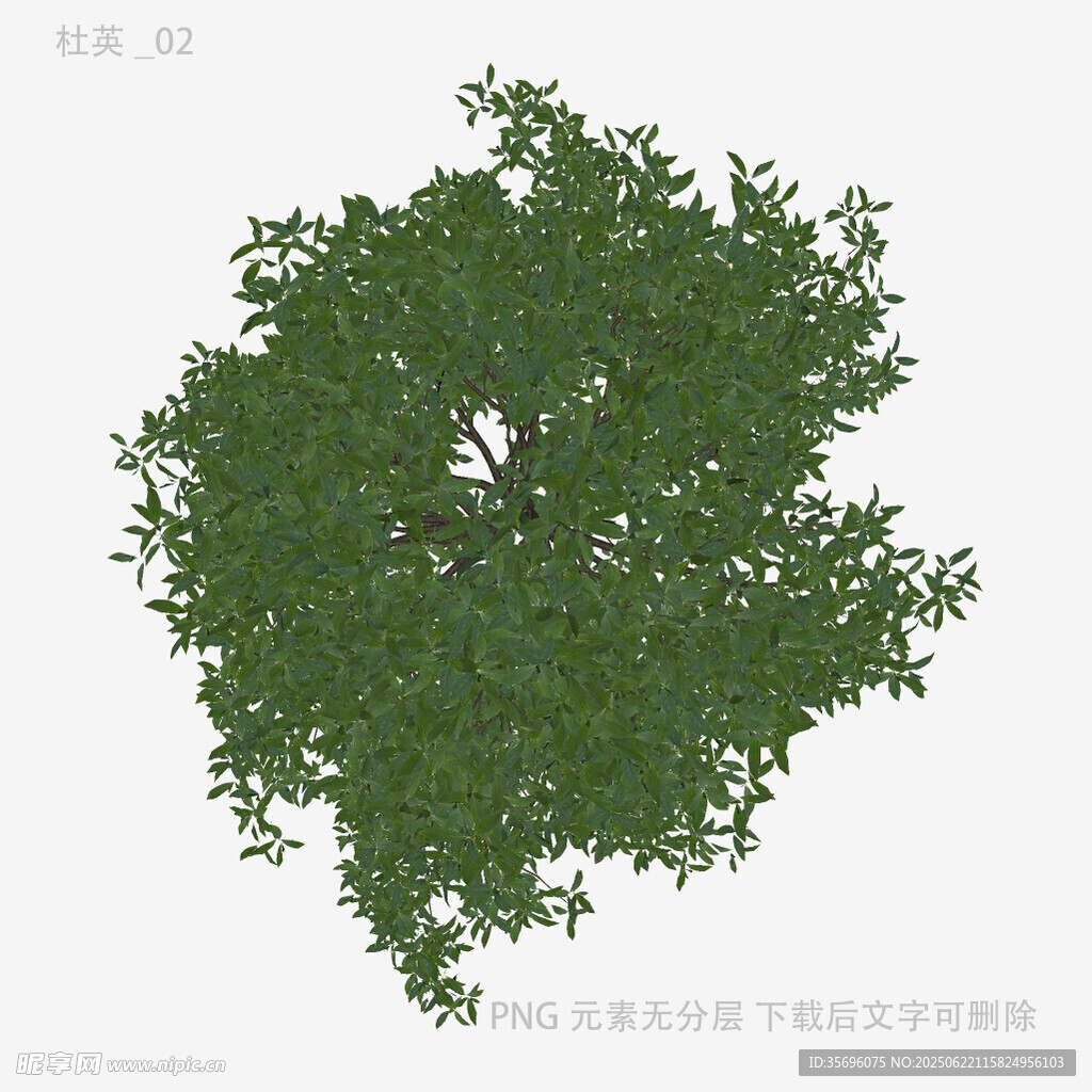 俯視視角的茂盛綠樹
