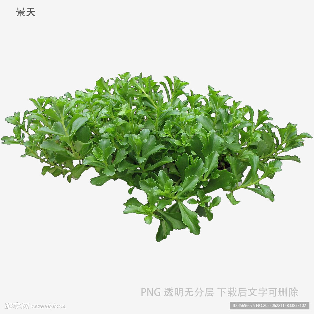 鮮嫩馬齒莧