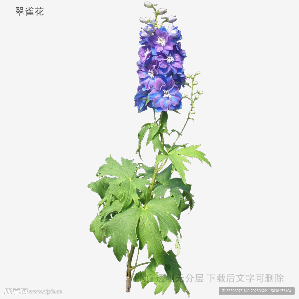 紫色飛燕草花卉特寫