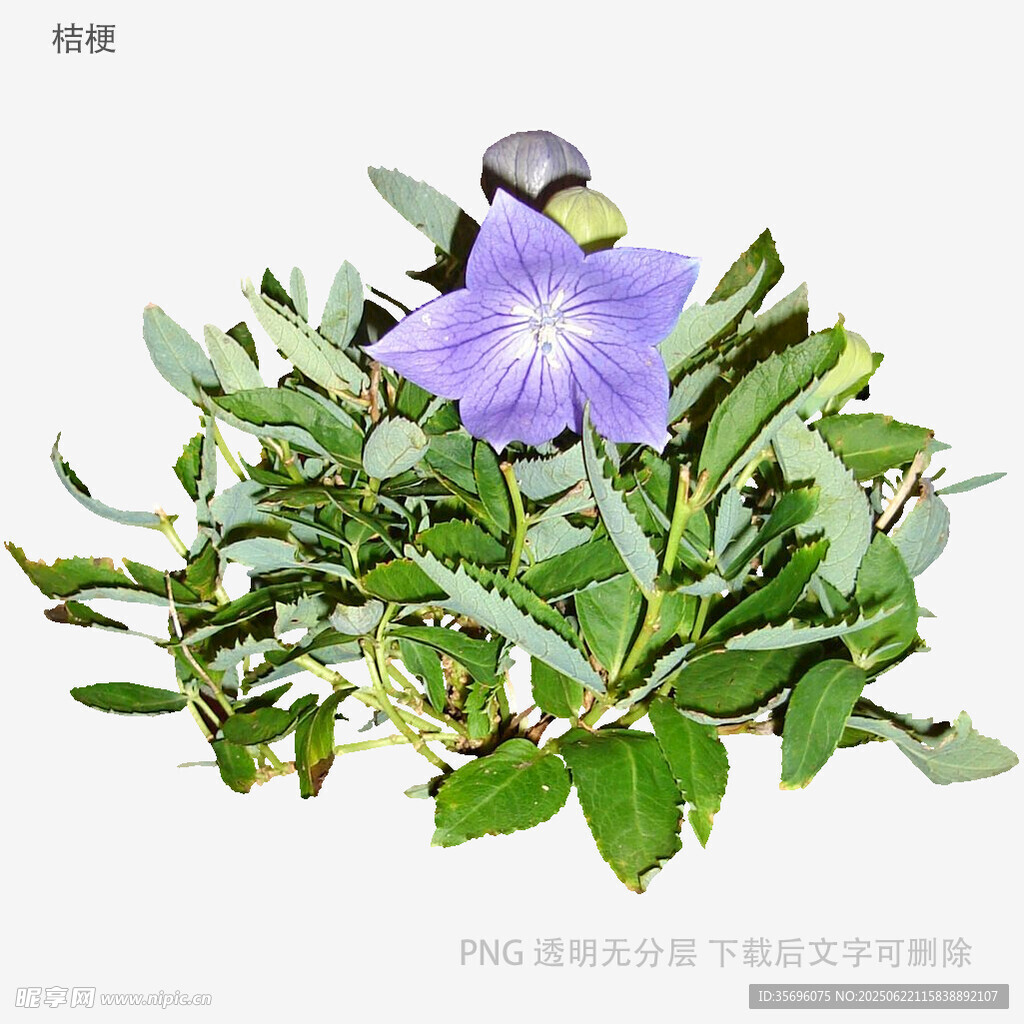 紫色花朵與綠葉上的小鳥