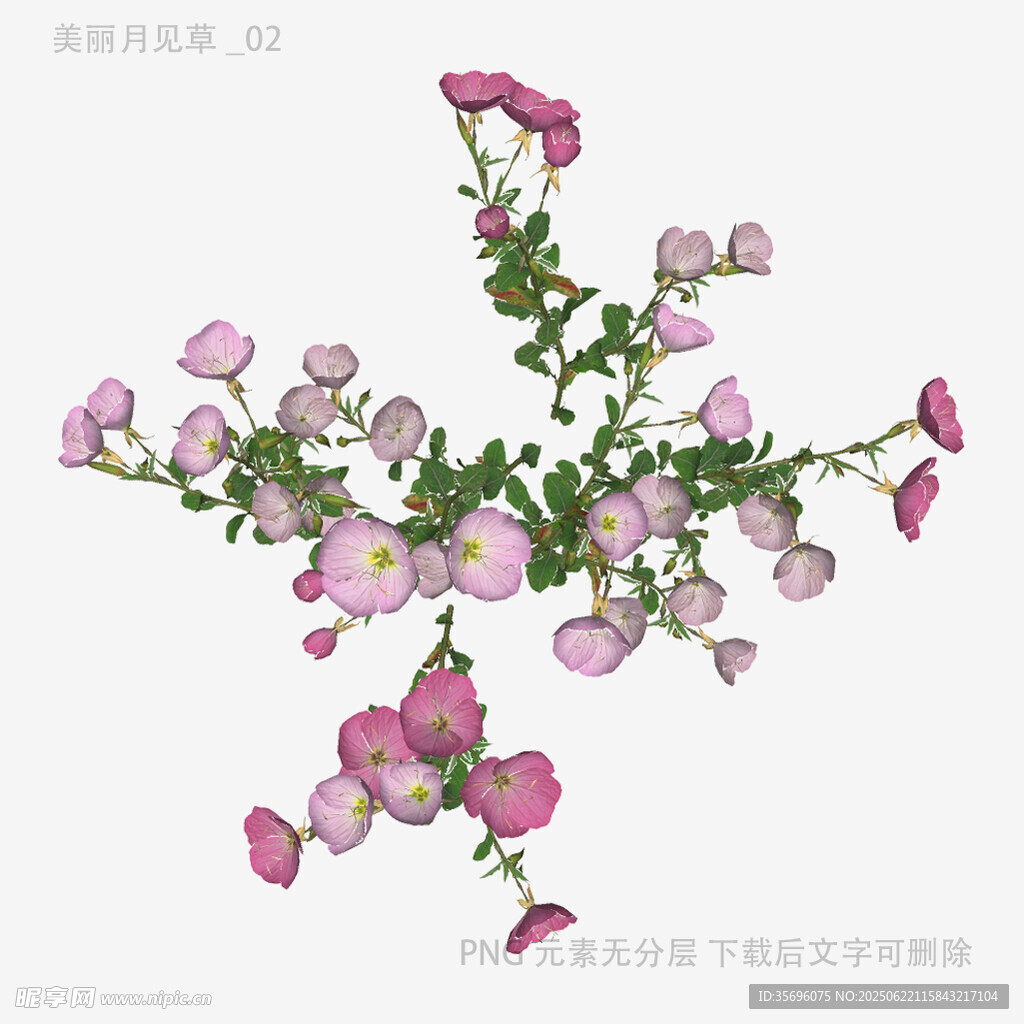 粉色薔薇花枝特寫