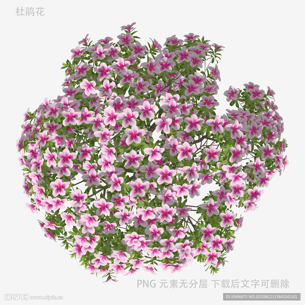 粉色花卉植物3D模型