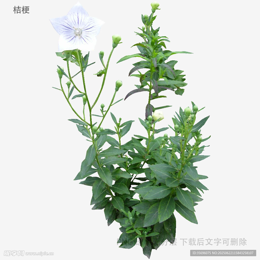 藍花綠葉植物特寫