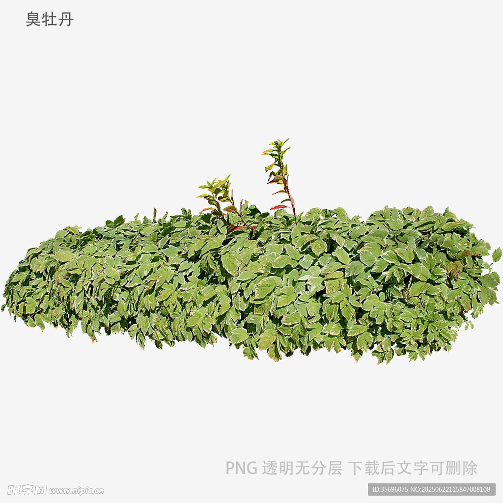 翠綠繁茂的低矮綠植景觀