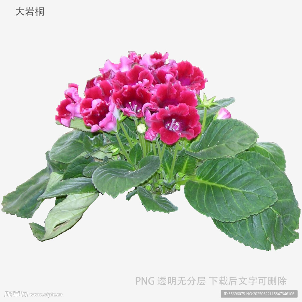 鮮艷玫紅花朵與翠綠葉片