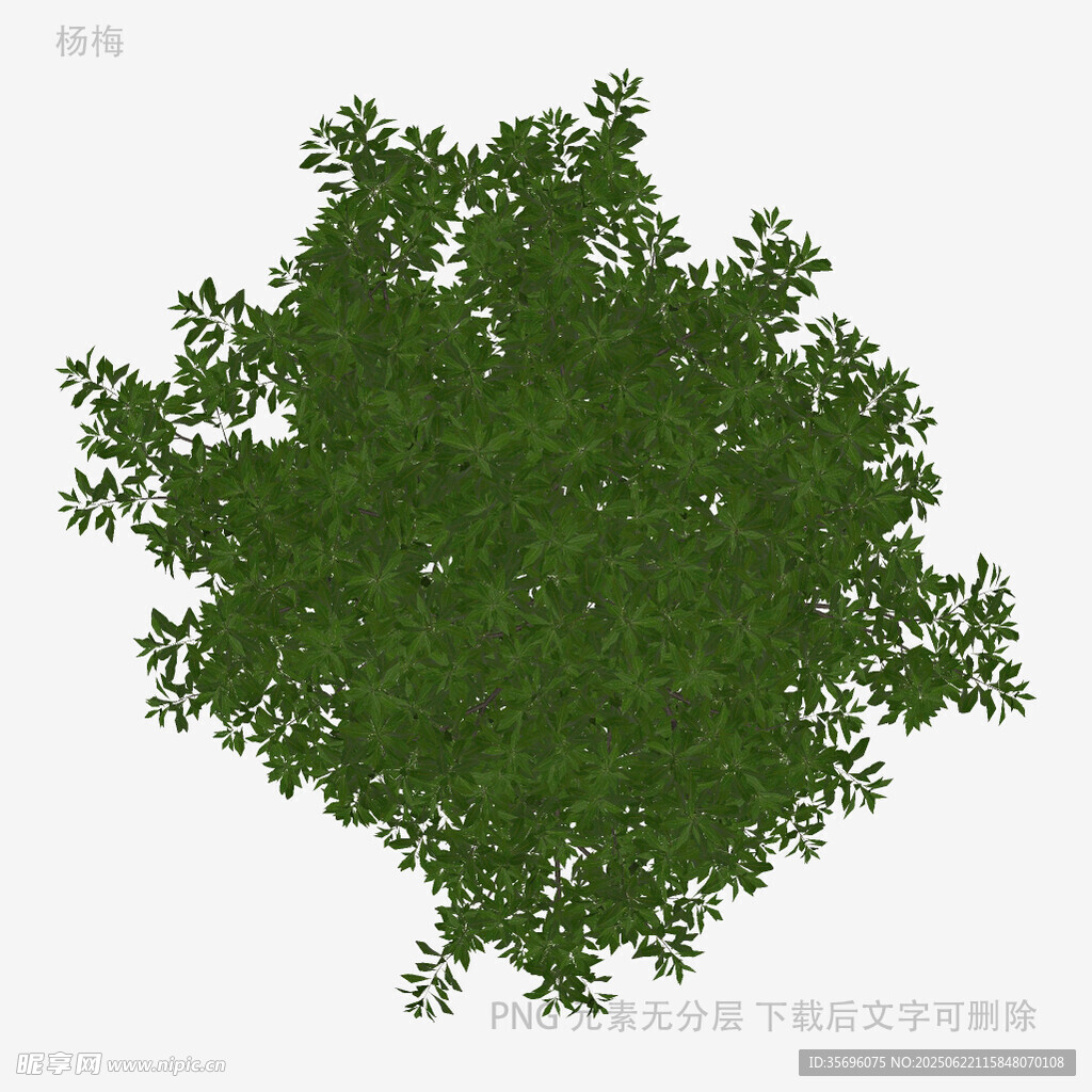 俯視視角綠色茂密樹冠