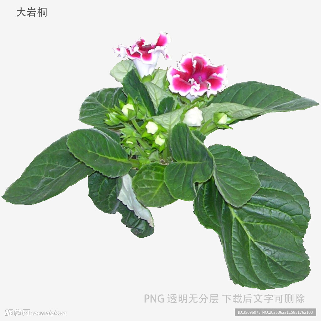 粉色花朵綠葉植物特寫