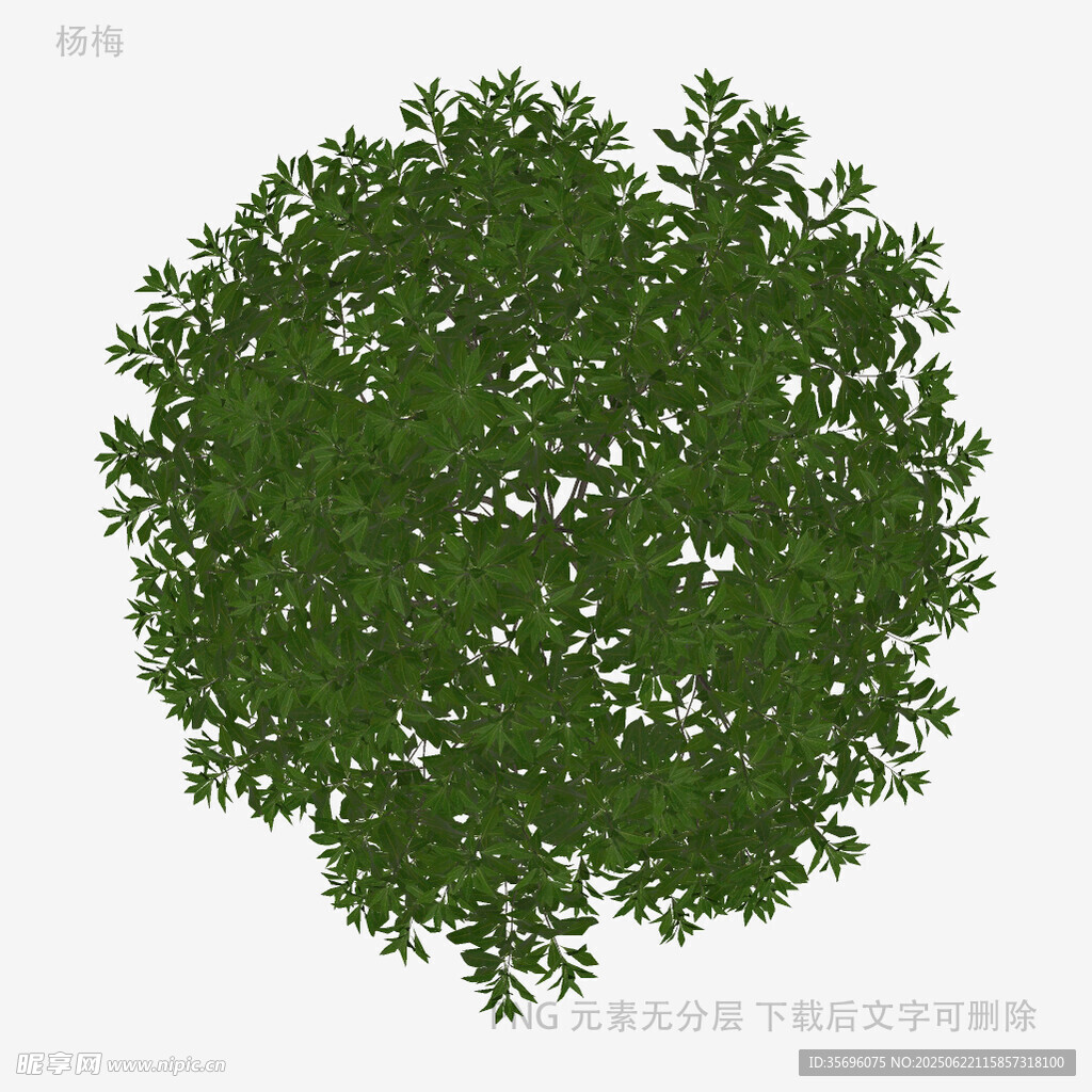 俯視視角綠色茂密樹冠