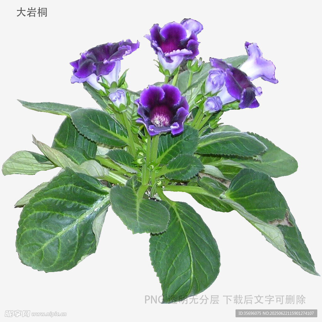 紫色花卉綠植特寫