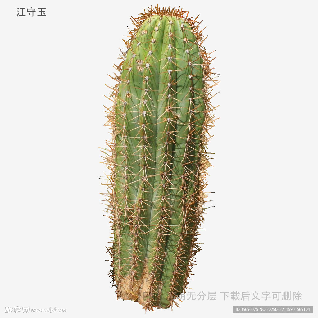 直立仙人掌特寫
