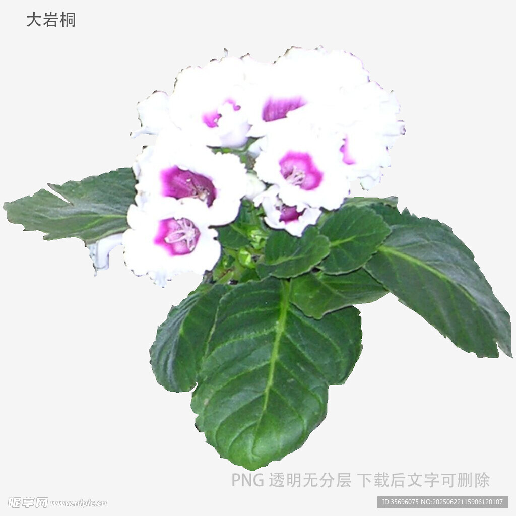大巖桐花卉特寫