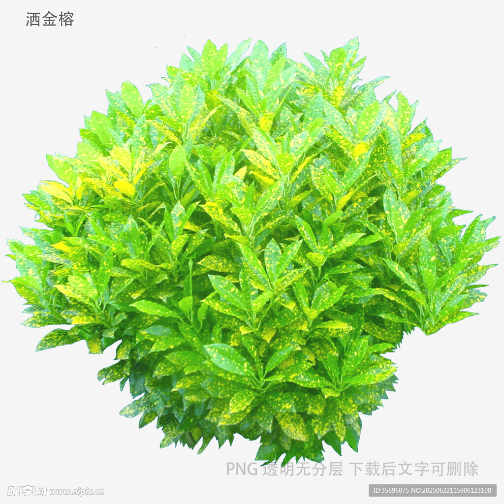 翠綠球狀綠植