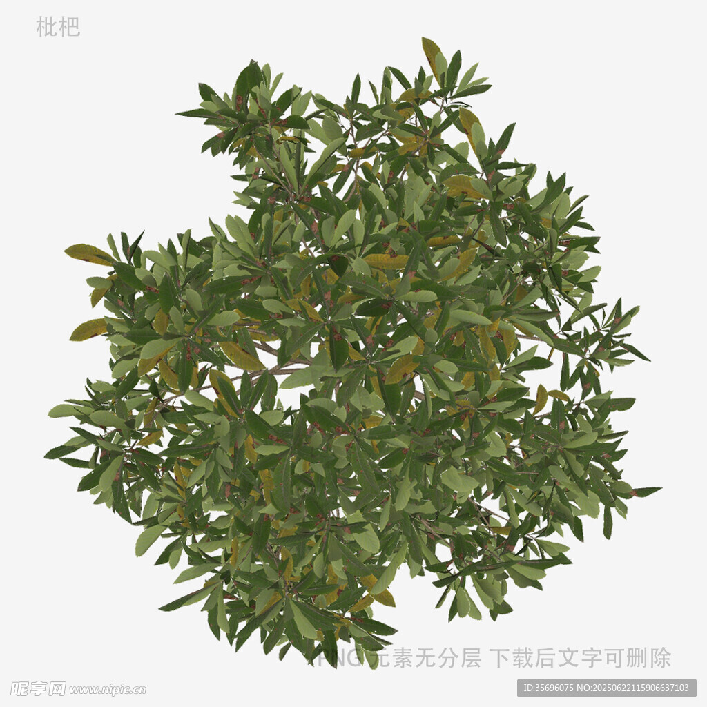 綠色灌木植物俯視圖