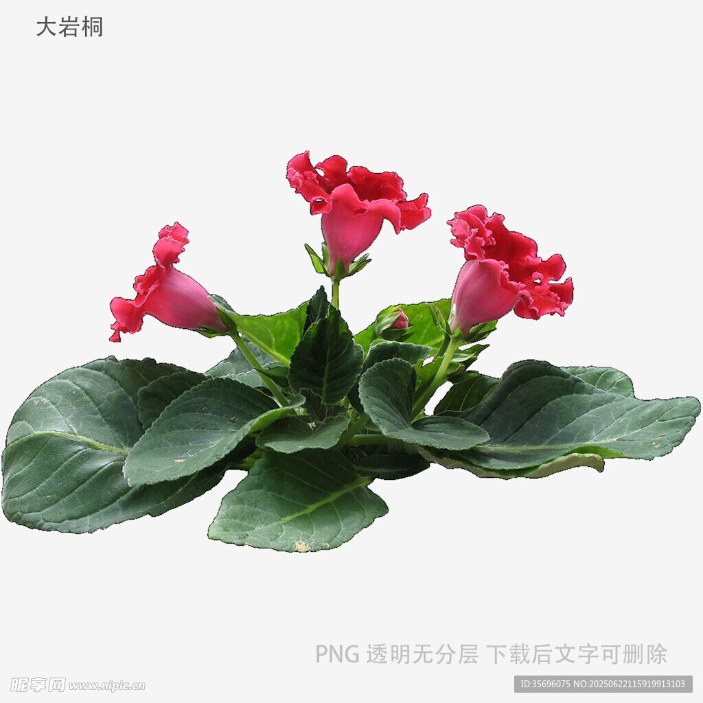 嬌艷大巖桐花綻放