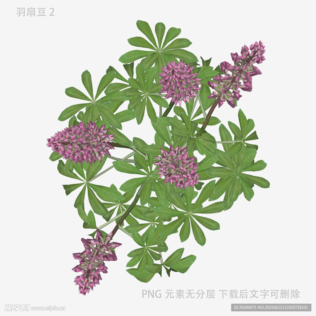 羽扇豆花植物插畫(huà)