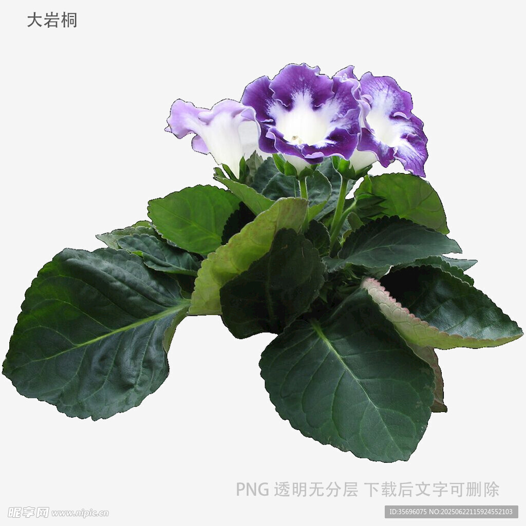 紫白相間大巖桐花卉