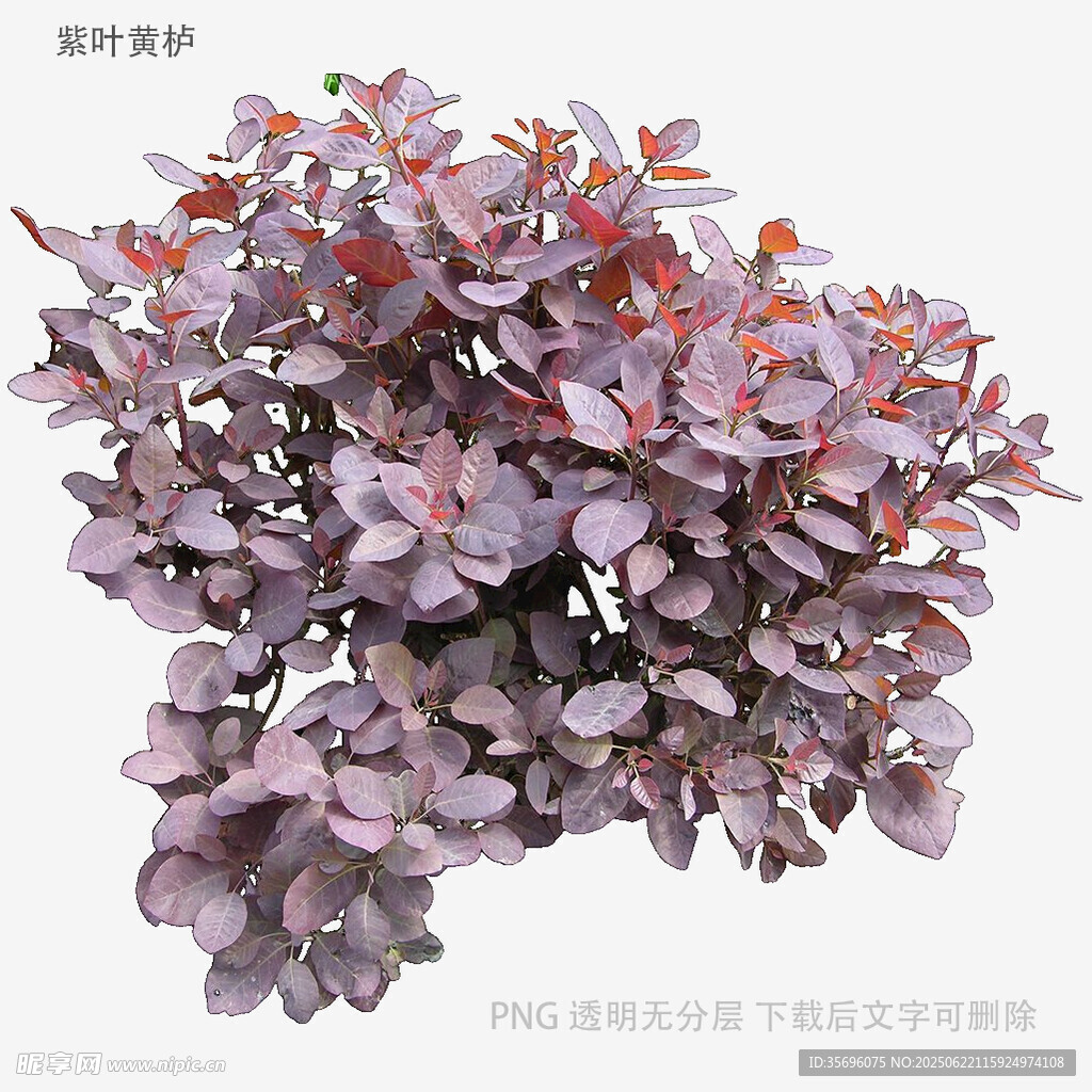 紫色花卉植物特寫