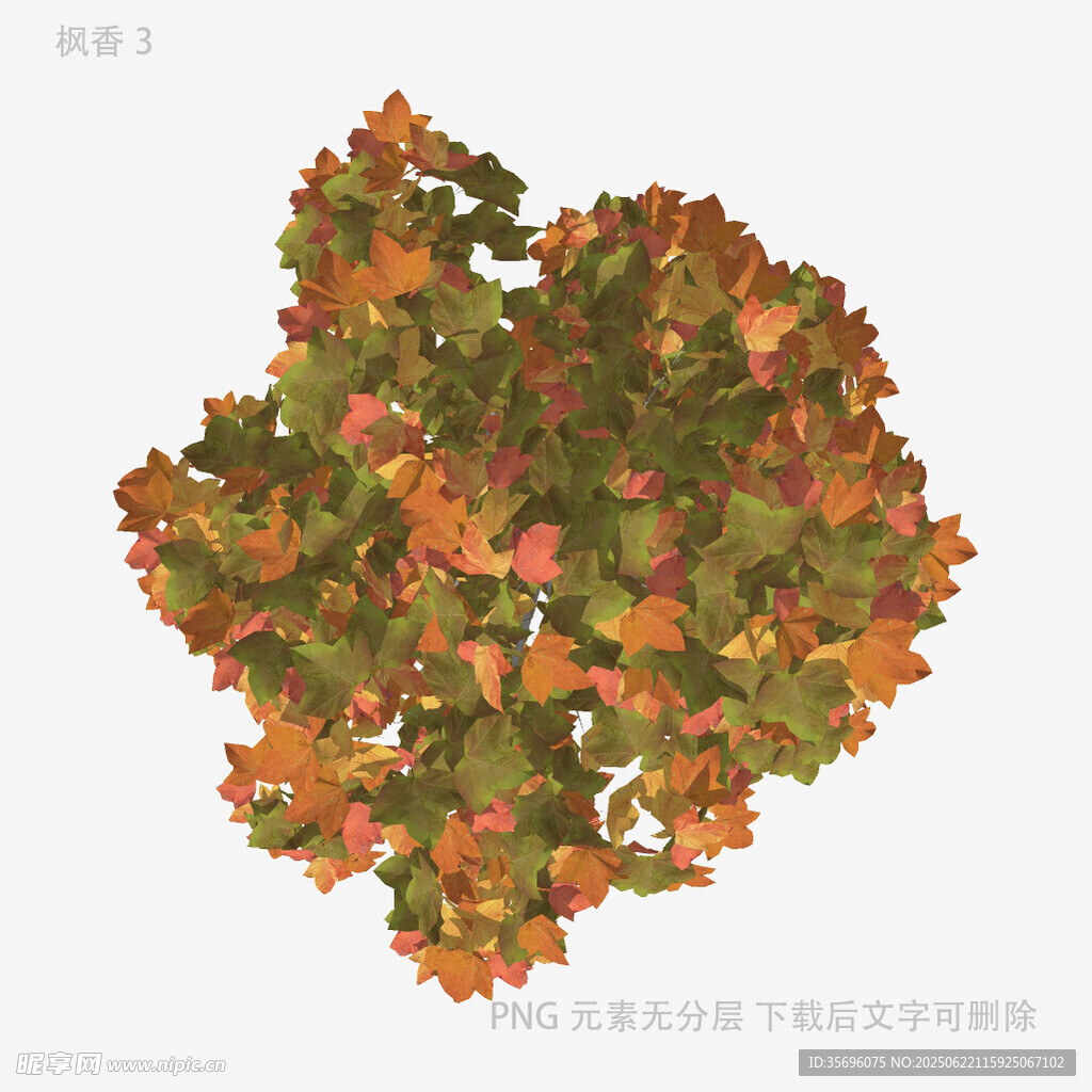 多彩秋葉簇