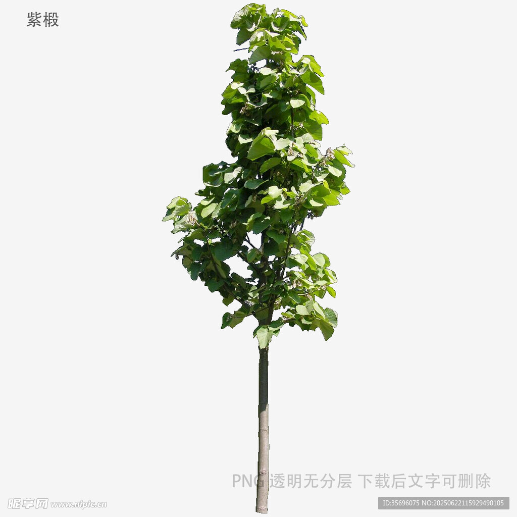 單棵綠樹植物素材