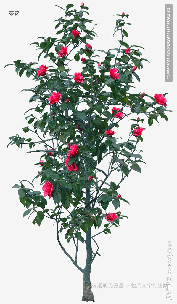 開花的樹