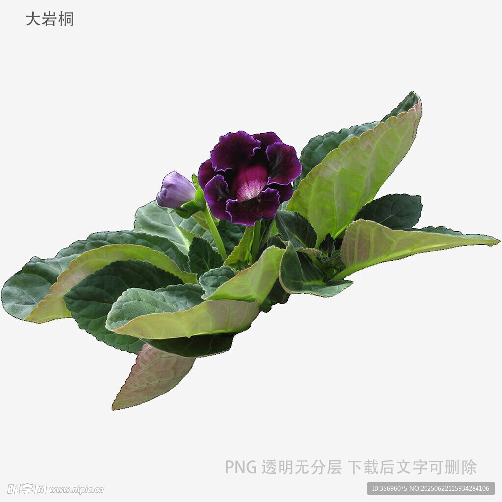 紫色報春花特寫