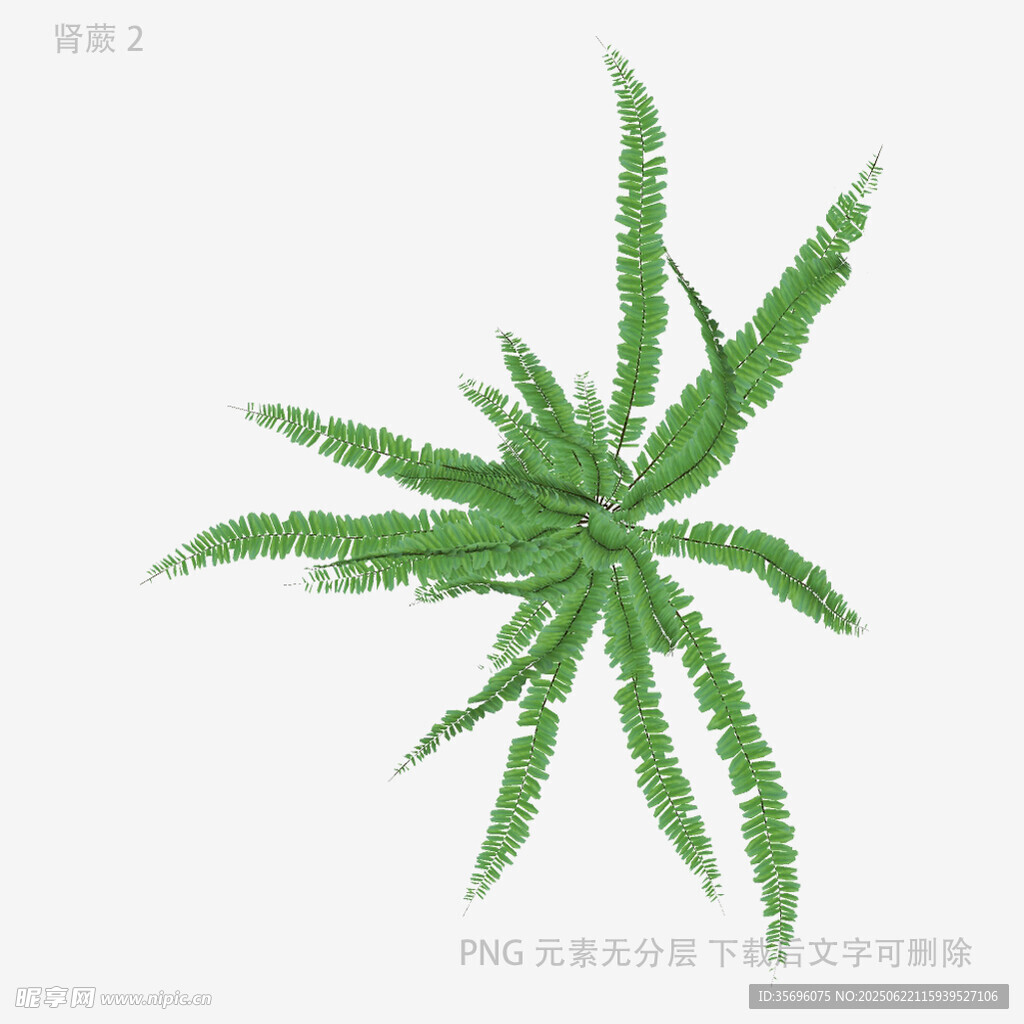 綠色星形植物葉片特寫