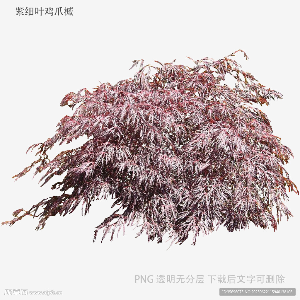 紫紅楓葉植物素材