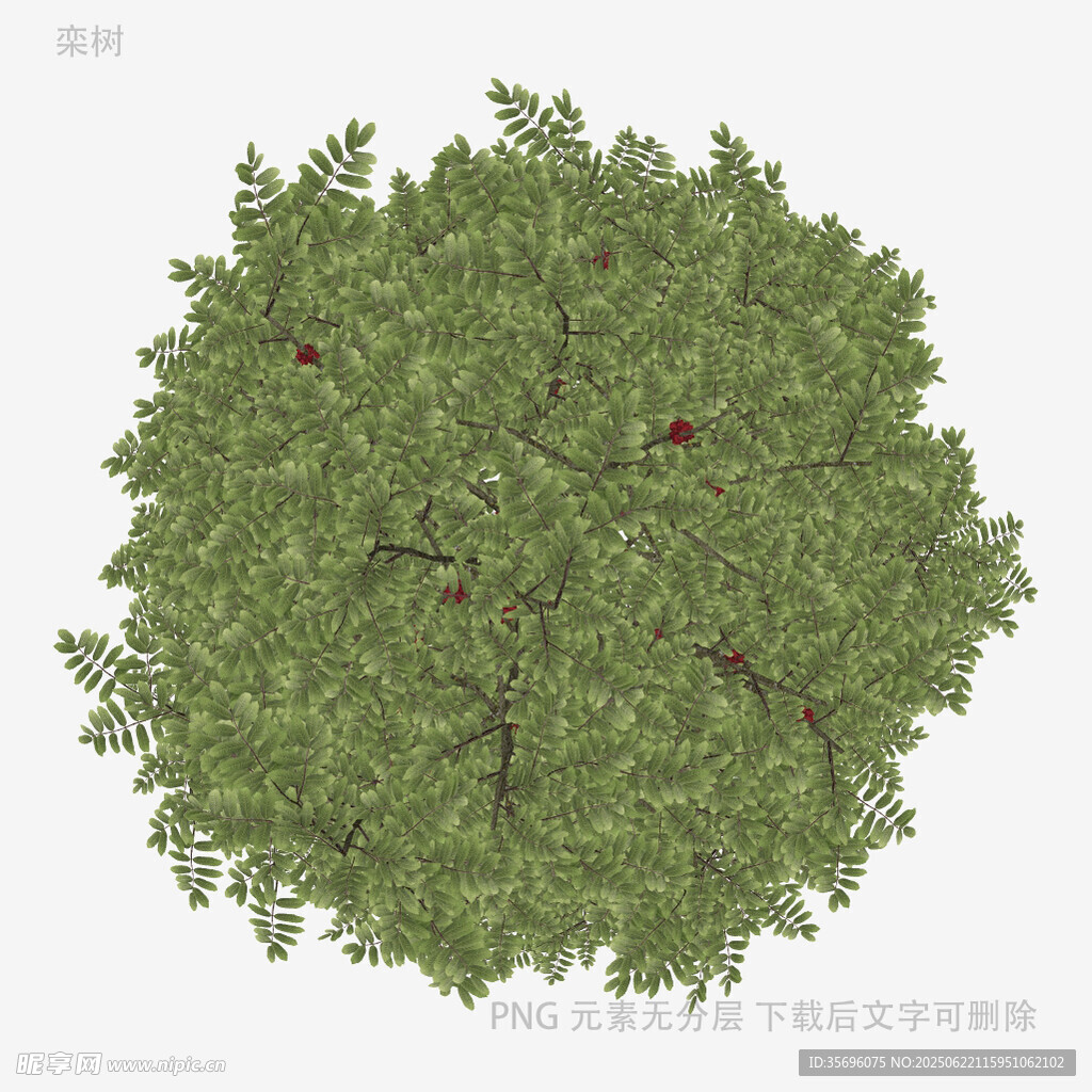 俯視視角的茂盛蘋(píng)果樹(shù)