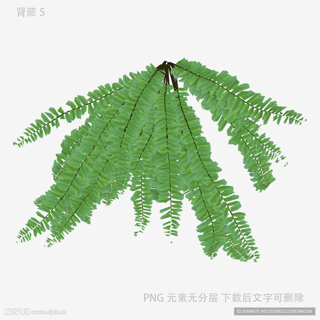 翠綠羽狀蕨類葉片特寫
