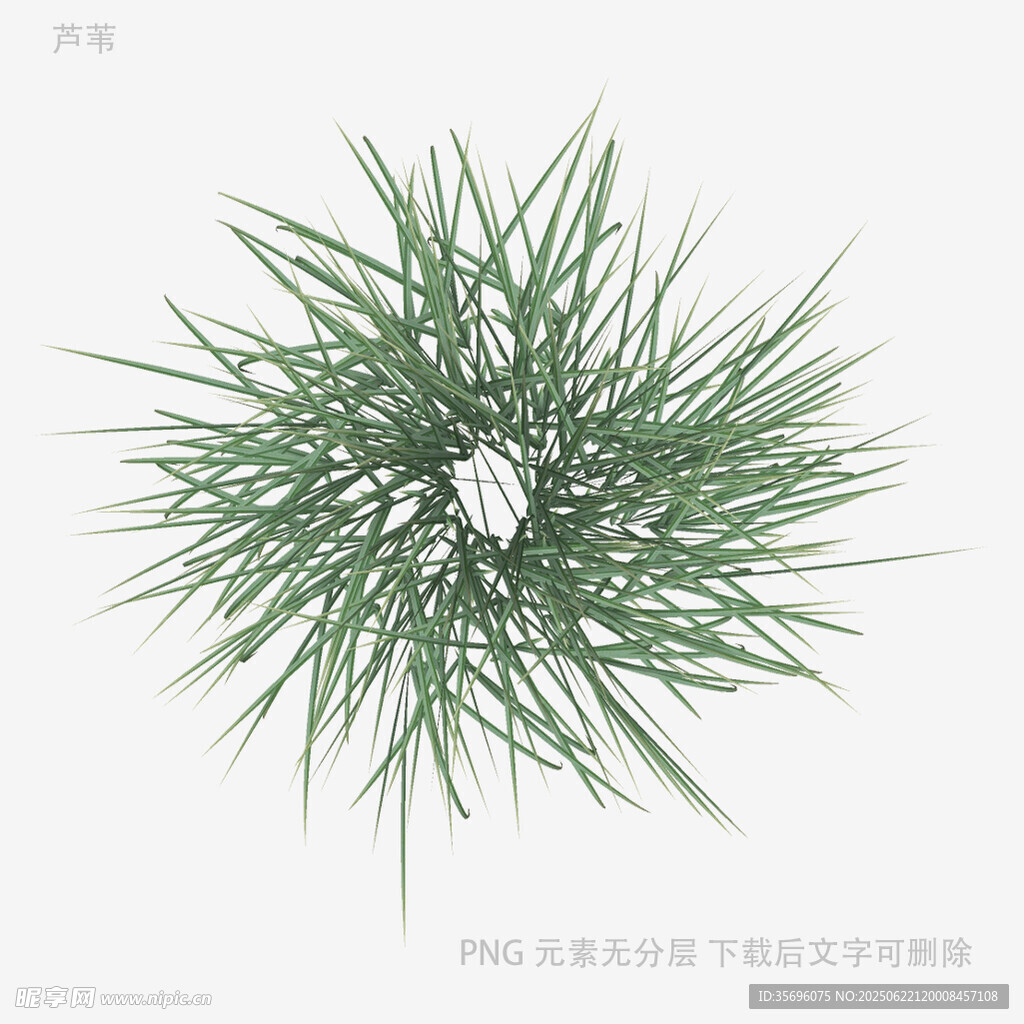 綠色針狀植物特寫