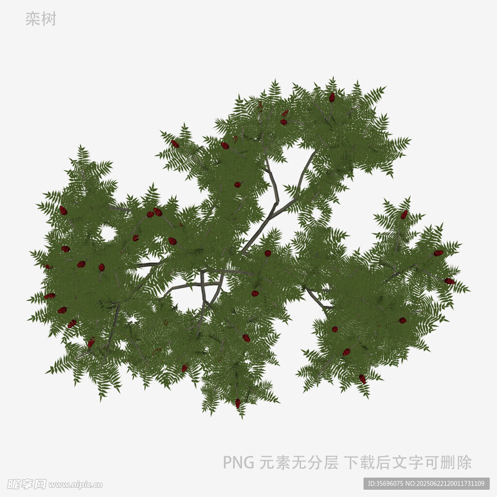 枝葉繁茂的綠色植物
