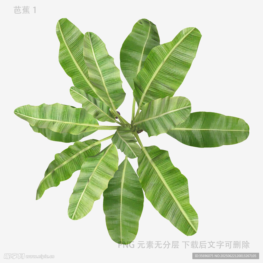 輪生綠葉植物特寫