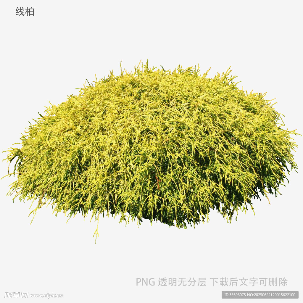 翠綠蓬松植物模型