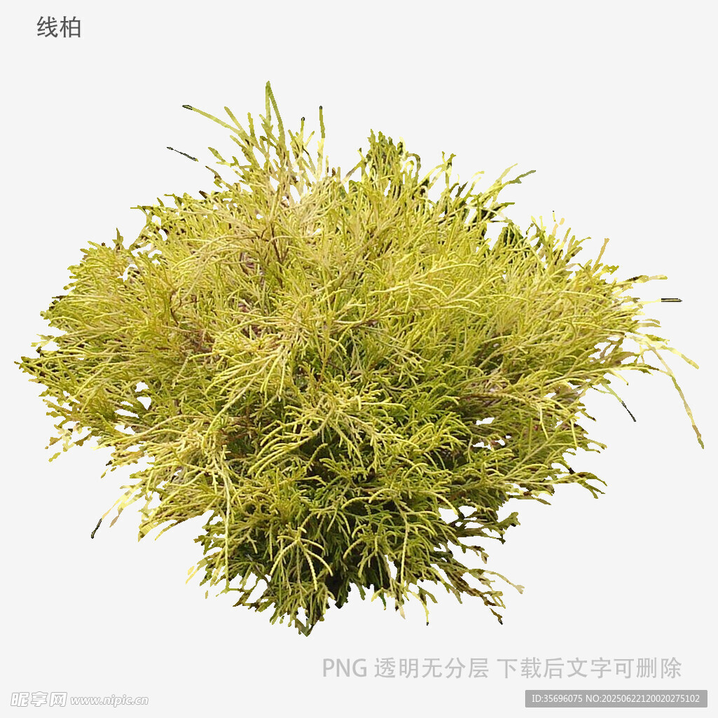 翠綠蓬松水草